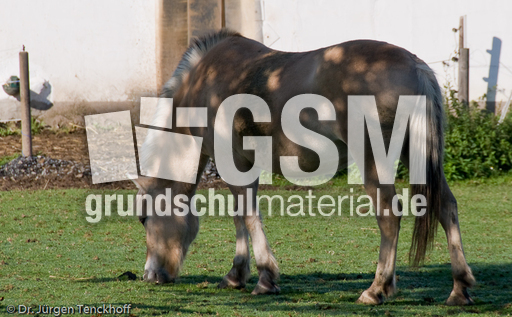 Arbeitspferde (5 von 5).jpg